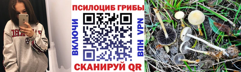 blacksprut tor  Игра  Псилоцибиновые грибы мицелий 